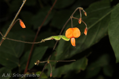 Desmodium repandum